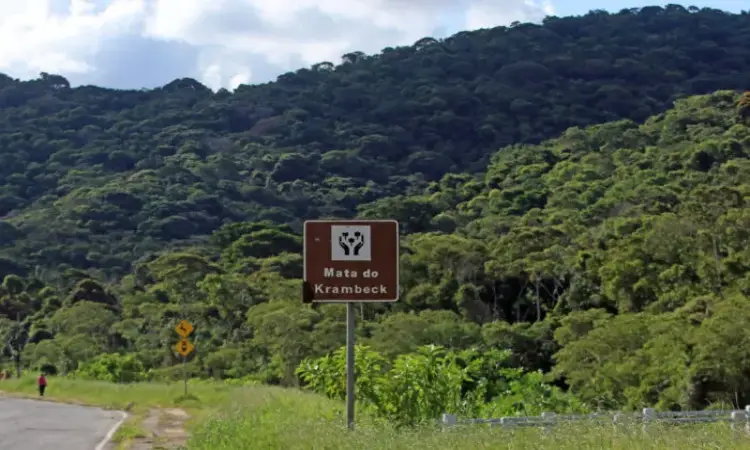 Minas Gerais é o segundo estado que mais desmata Mata Atlântica; JF perde nascentes