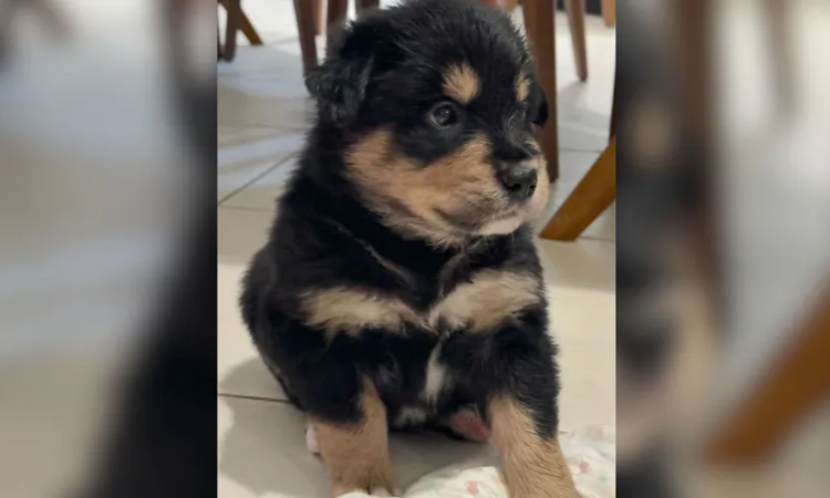 Golden-Retriever-fica-grávida-de-Shih-Tzu-em-SC-entenda-02