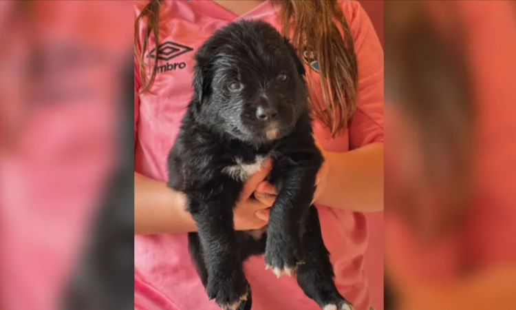 Golden-Retriever-fica-grávida-de-Shih-Tzu-em-SC-entenda-04