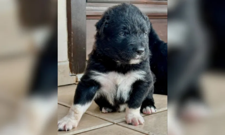Golden-Retriever-fica-grávida-de-Shih-Tzu-em-SC-entenda-05