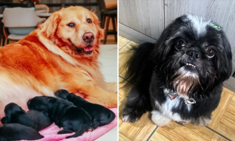Golden-Retriever-fica-grávida-de-Shih-Tzu-em-SC-entenda-história-CNN-Brasil-10-26-2024_11_21_AM 001